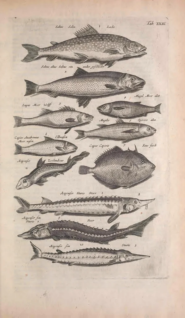 An illustration from Historiae naturalis de quadrupedibus libri : cum aeneis figuris, 1657, leaf 127