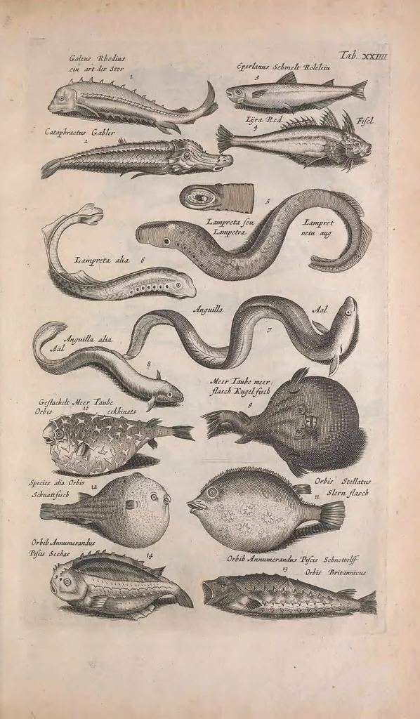An illustration from Historiae naturalis de quadrupedibus libri : cum aeneis figuris, 1657, leaf 137