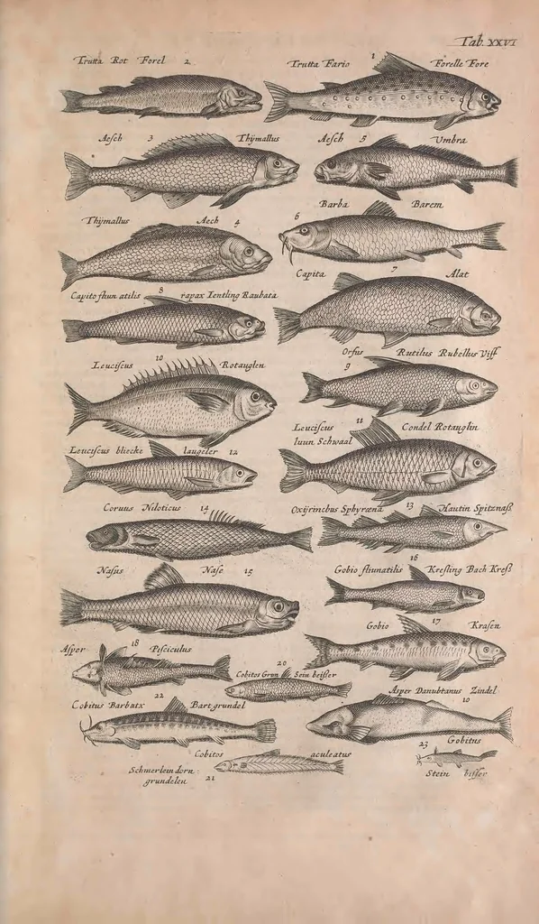 An illustration from Historiae naturalis de quadrupedibus libri : cum aeneis figuris, 1657, leaf 153