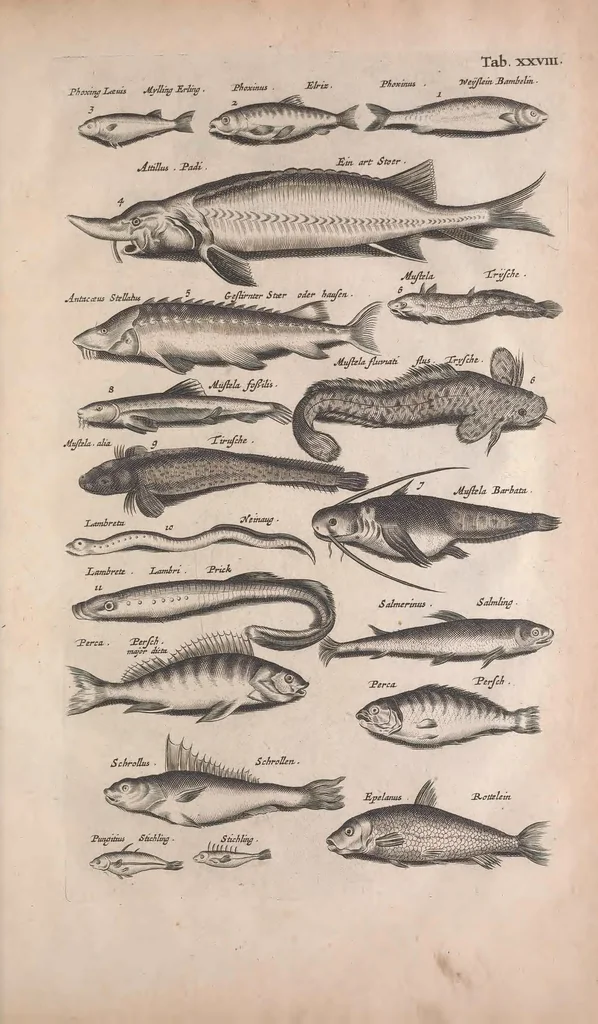 An illustration from Historiae naturalis de quadrupedibus libri : cum aeneis figuris, 1657, leaf 167