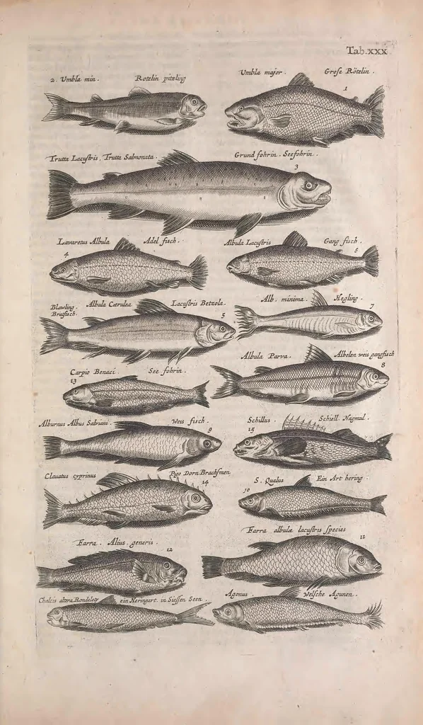 An illustration from Historiae naturalis de quadrupedibus libri : cum aeneis figuris, 1657, leaf 189