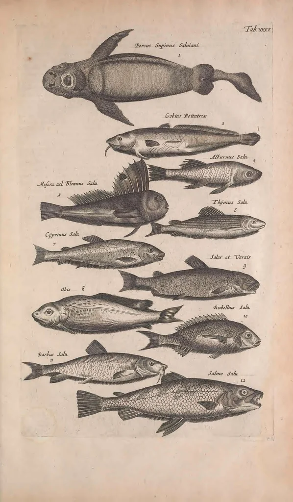 An illustration from Historiae naturalis de quadrupedibus libri : cum aeneis figuris, 1657, leaf 197