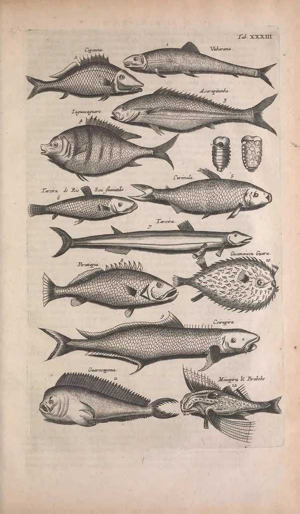An illustration from Historiae naturalis de quadrupedibus libri : cum aeneis figuris, 1657, leaf 207