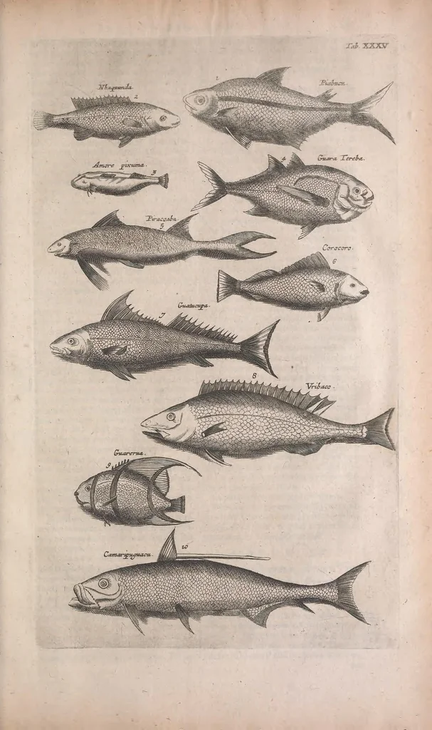 An illustration from Historiae naturalis de quadrupedibus libri : cum aeneis figuris, 1657, leaf 217