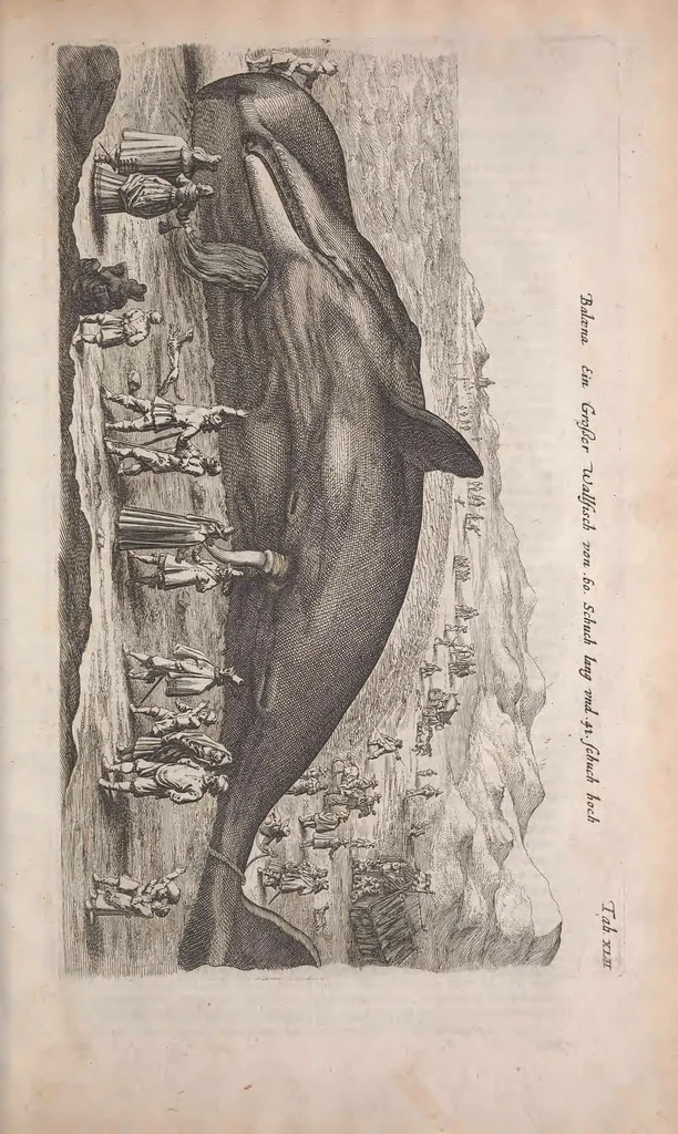 An illustration from Historiae naturalis de quadrupedibus libri : cum aeneis figuris, 1657, leaf 249