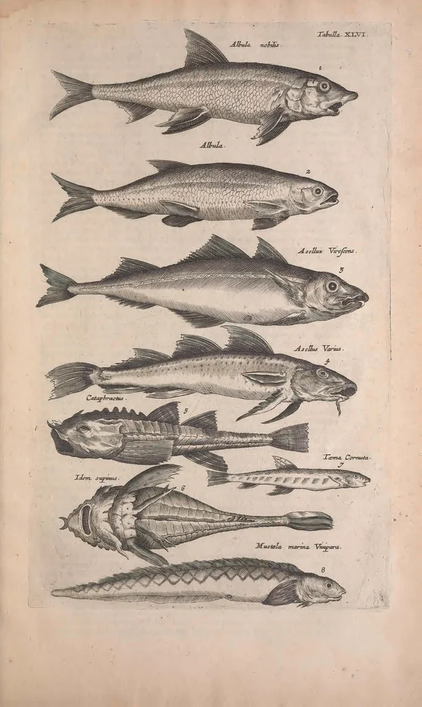 An illustration from Historiae naturalis de quadrupedibus libri : cum aeneis figuris, 1657, leaf 261