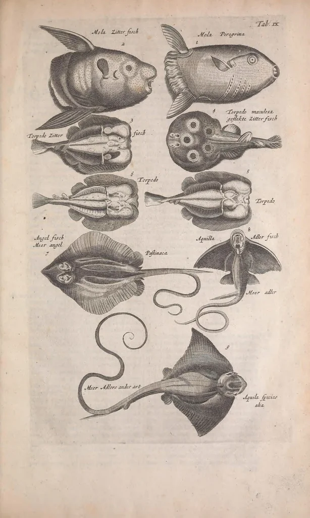 An illustration from Historiae naturalis de quadrupedibus libri : cum aeneis figuris, 1657, leaf 49