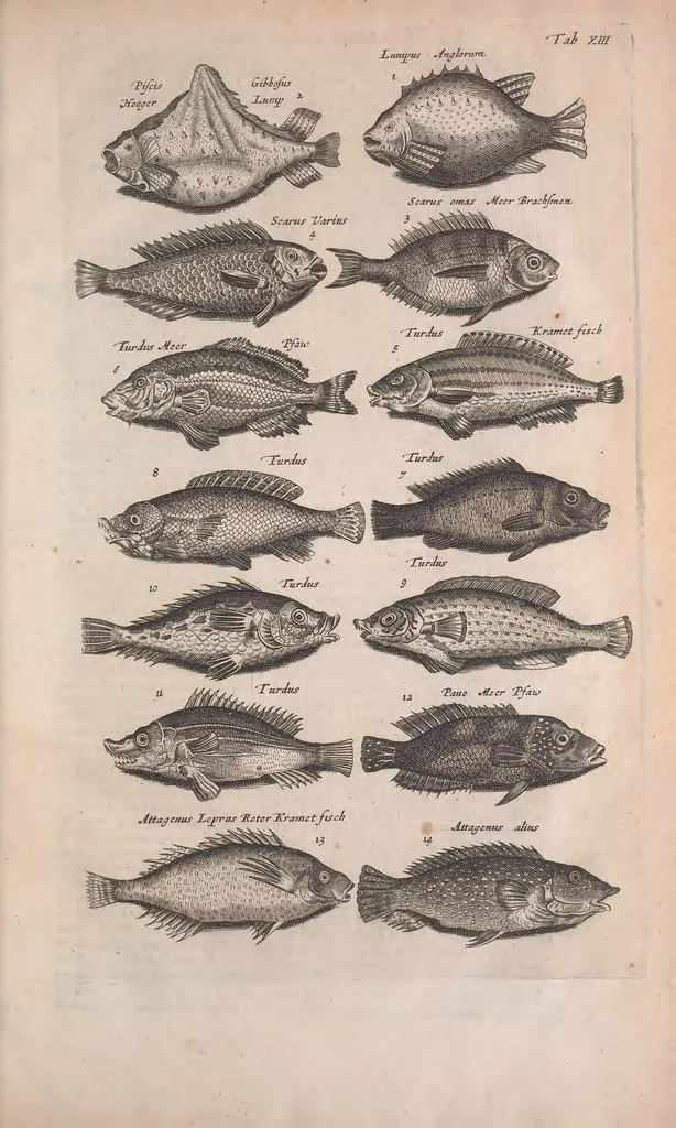 An illustration from Historiae naturalis de quadrupedibus libri : cum aeneis figuris, 1657, leaf 63