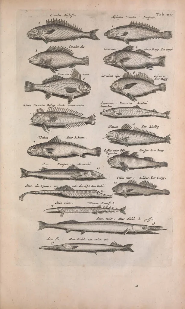 An illustration from Historiae naturalis de quadrupedibus libri : cum aeneis figuris, 1657, leaf 75