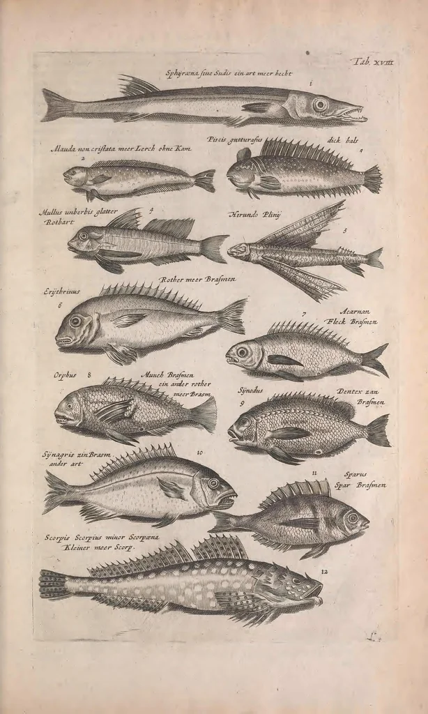 An illustration from Historiae naturalis de quadrupedibus libri : cum aeneis figuris, 1657, leaf 93