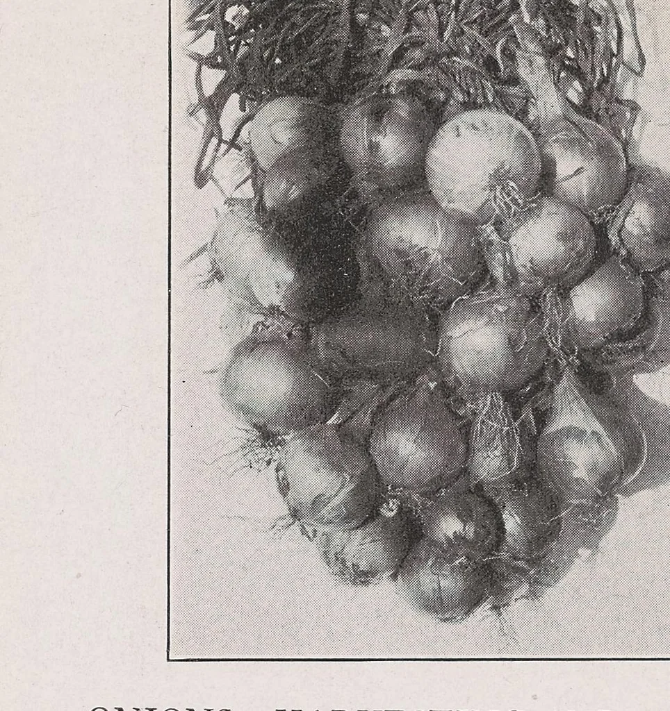 An illustration from Home vegetable gardening from A to Z, with special reference to Pacific coast conditions, 1918, leaf 120