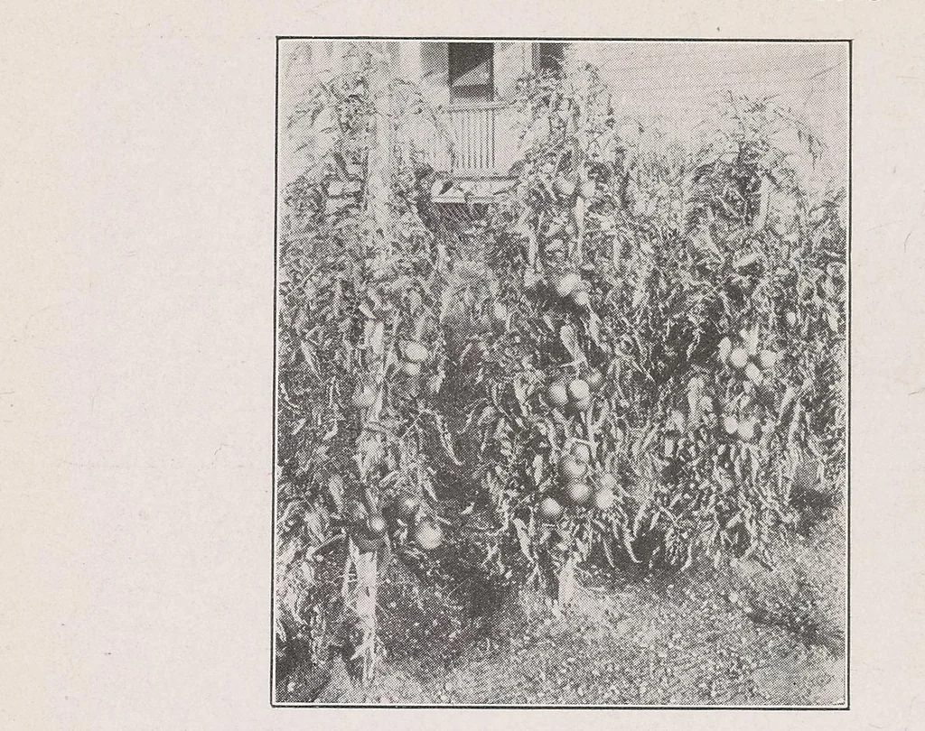An illustration from Home vegetable gardening from A to Z, with special reference to Pacific coast conditions, 1918, leaf 134