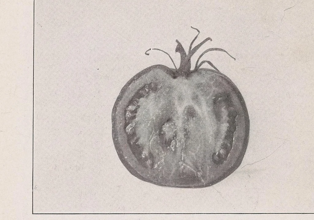 An illustration from Home vegetable gardening from A to Z, with special reference to Pacific coast conditions, 1918, leaf 156