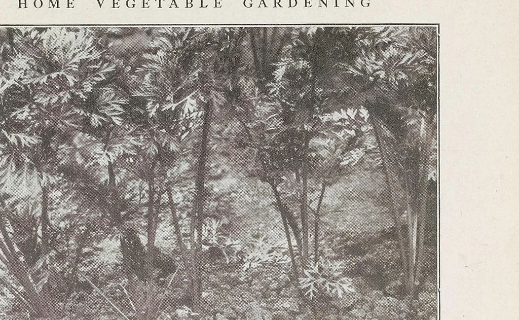 An illustration from Home vegetable gardening from A to Z, with special reference to Pacific coast conditions, 1918, leaf 171