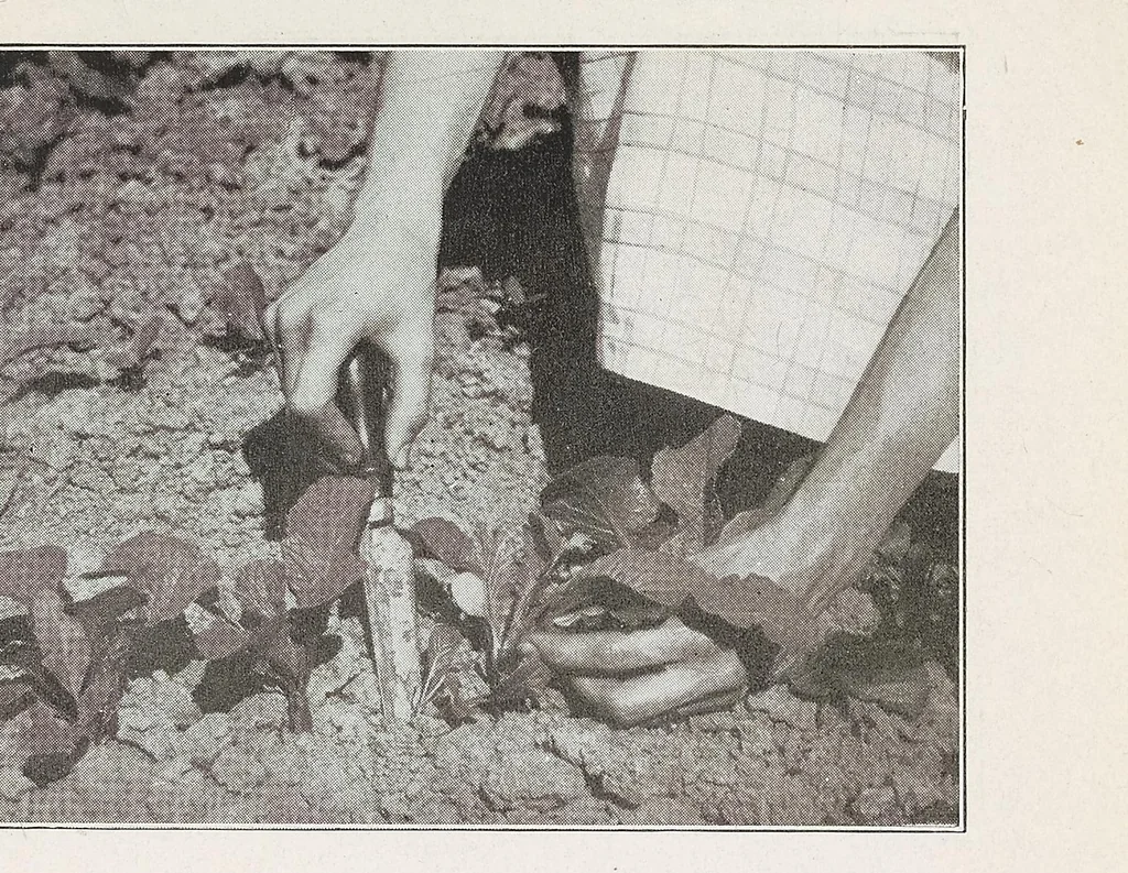 An illustration from Home vegetable gardening from A to Z, with special reference to Pacific coast conditions, 1918, leaf 185