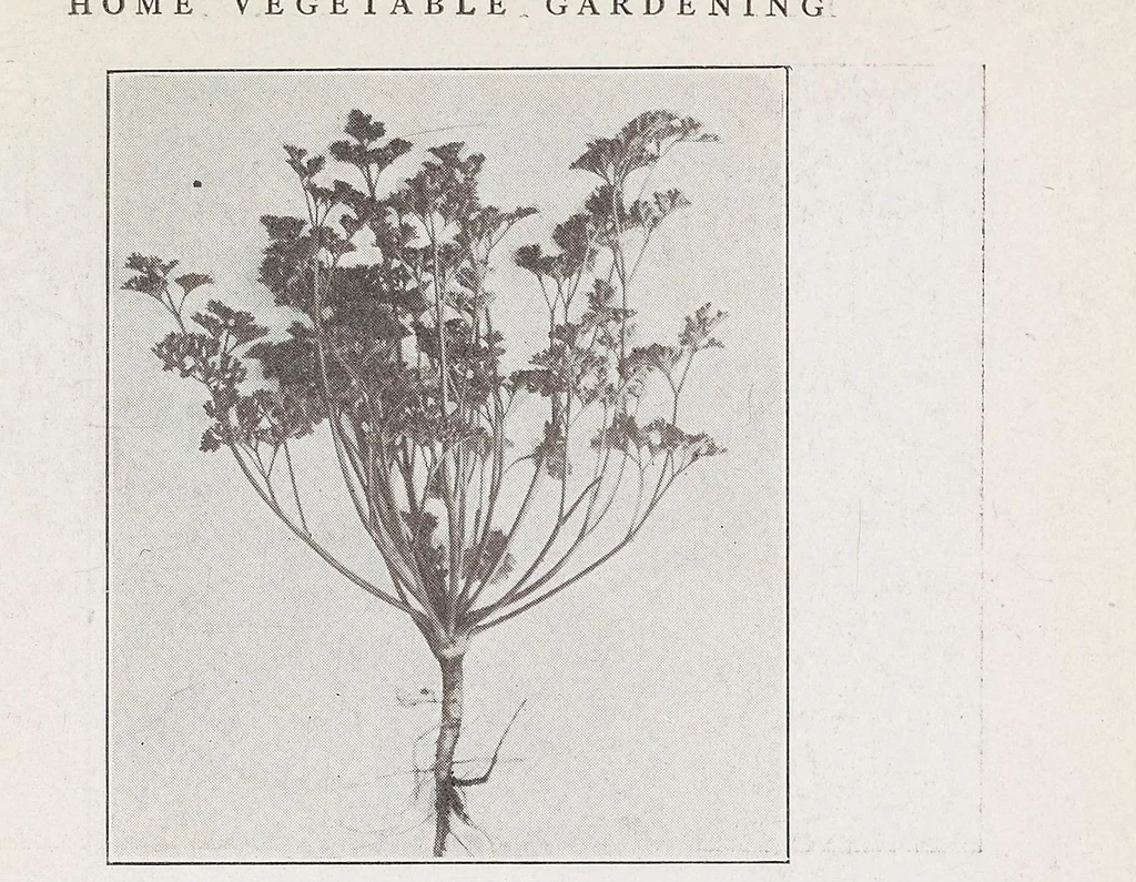 An illustration from Home vegetable gardening from A to Z, with special reference to Pacific coast conditions, 1918, leaf 237