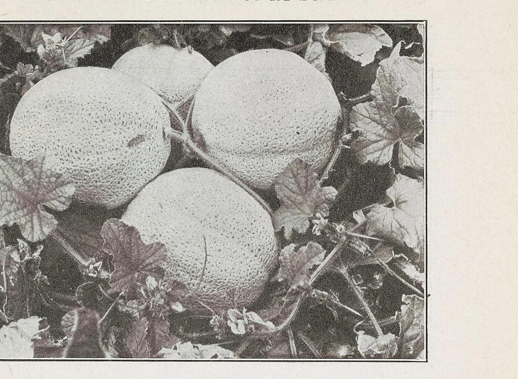 An illustration from Home vegetable gardening from A to Z, with special reference to Pacific coast conditions, 1918, leaf 251