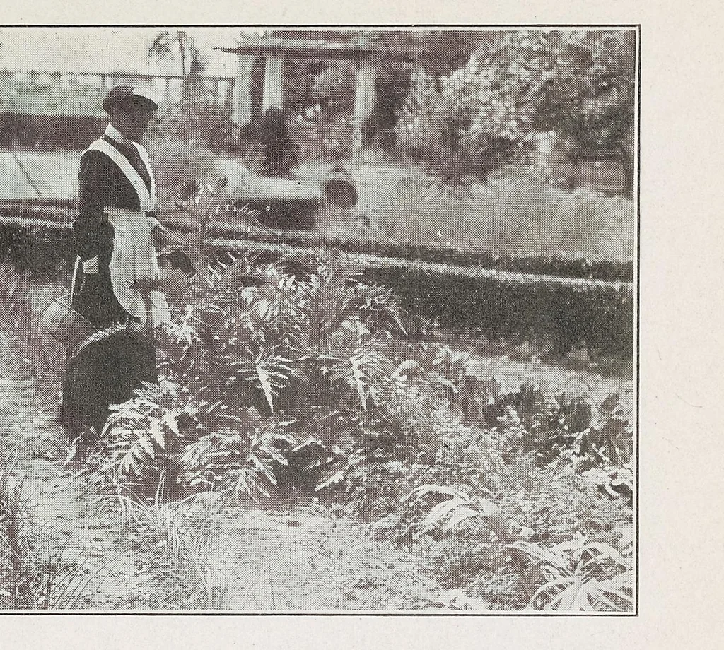 An illustration from Home vegetable gardening from A to Z, with special reference to Pacific coast conditions, 1918, leaf 265