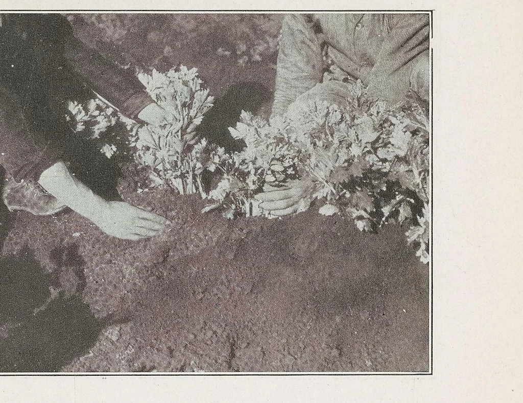 An illustration from Home vegetable gardening from A to Z, with special reference to Pacific coast conditions, 1918, leaf 279