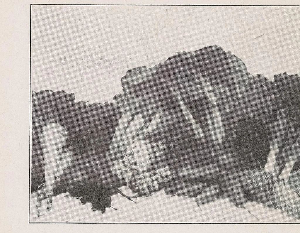 An illustration from Home vegetable gardening from A to Z, with special reference to Pacific coast conditions, 1918, leaf 294