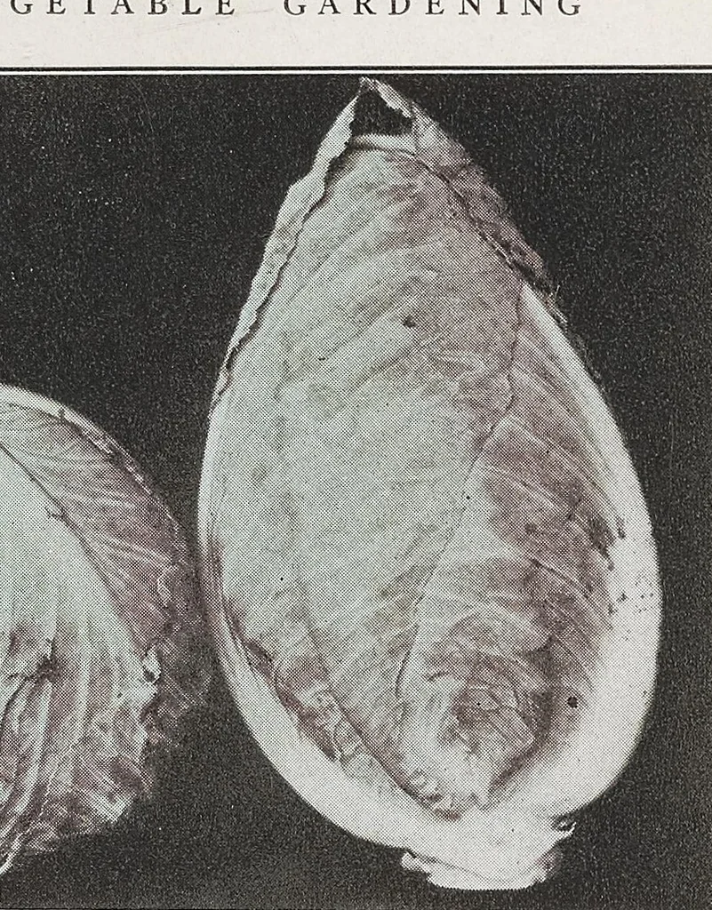 An illustration from Home vegetable gardening from A to Z, with special reference to Pacific coast conditions, 1918, leaf 83