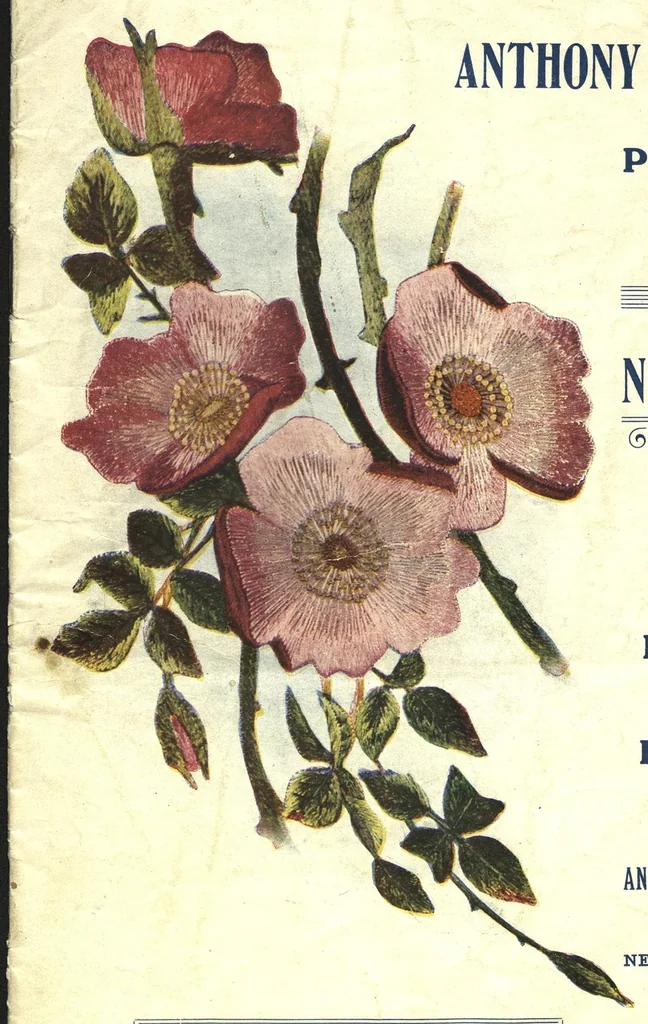 An illustration from Anthony Horderns' price list of art needlework : and materials for fancy work suited to fair fingers., 1911, leaf 0