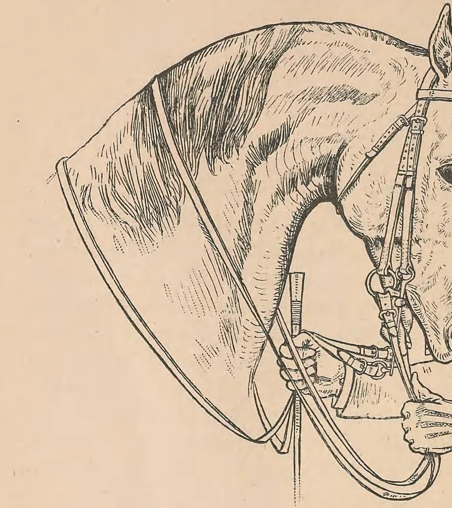 An illustration from Horsemanship for women, 1887, leaf 38