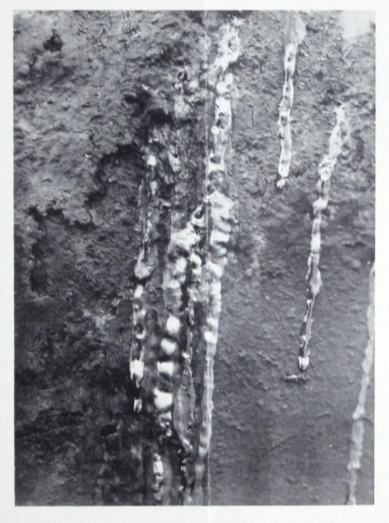 An illustration from Imunol : Imunol A for outside protection and appearance .., 1930, leaf 2