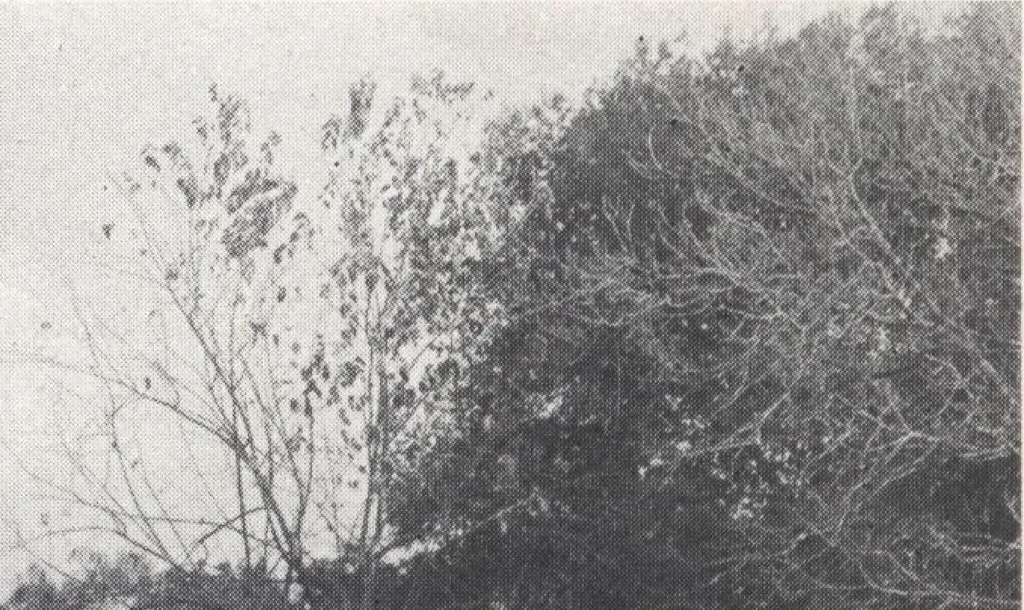 An illustration from Keith's magazine, June 1913, 1913, leaf 13