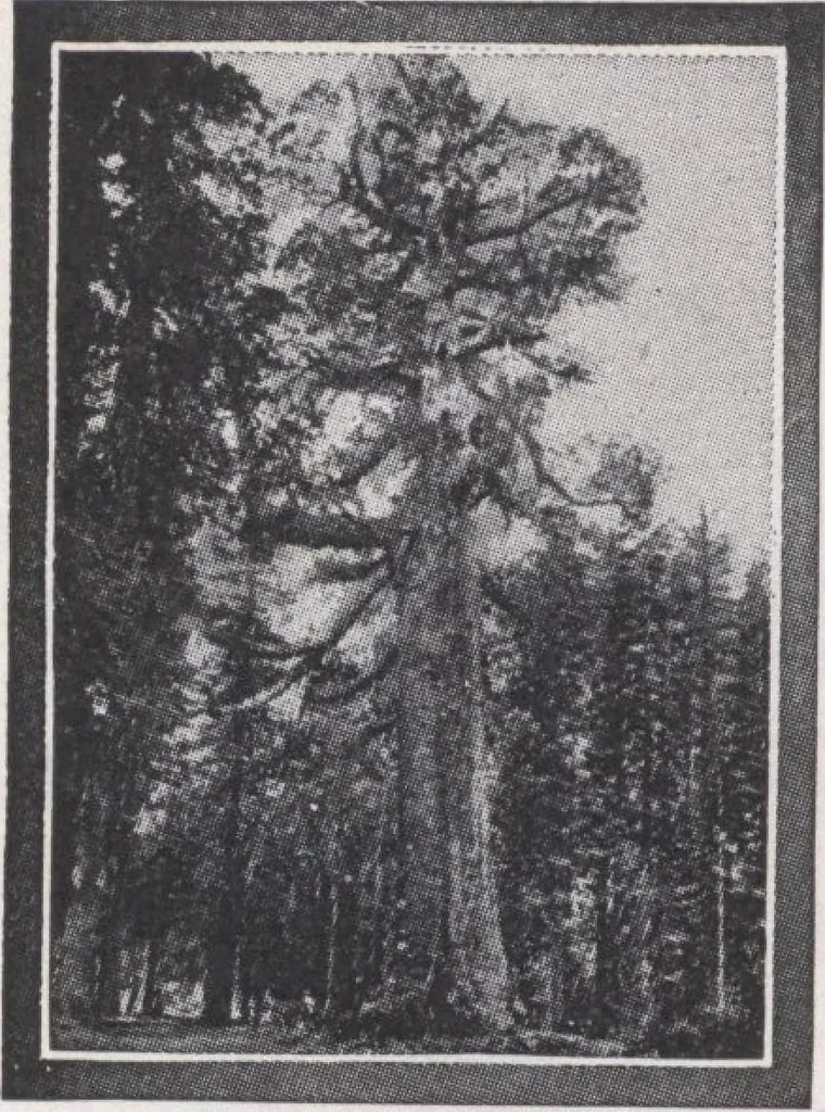An illustration from Keith's magazine, october 1917, 1917, leaf 73