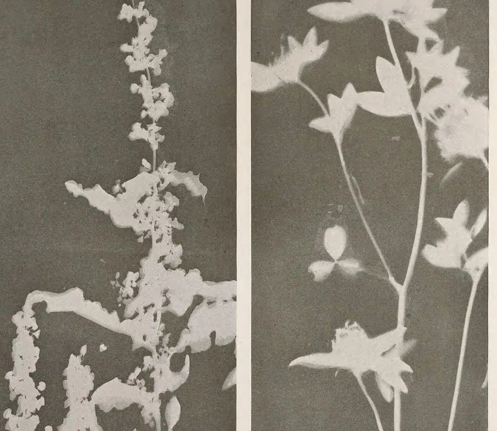 An illustration from Keramic studio, 1899, leaf 115