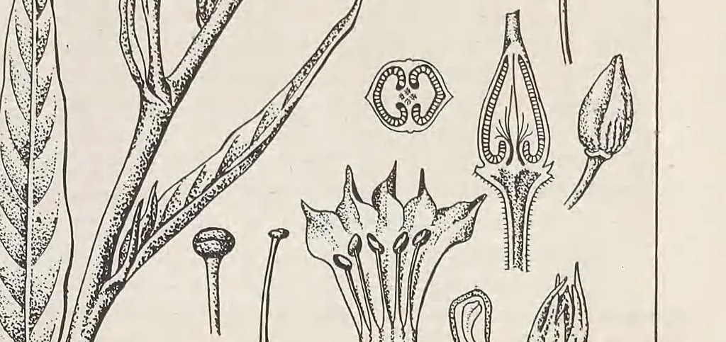 An illustration from Keramic studio, 1899, leaf 71
