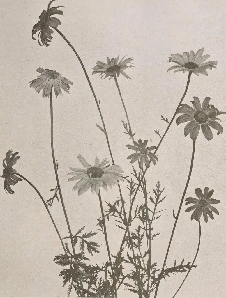 An illustration from Keramic studio, 1899, leaf 136