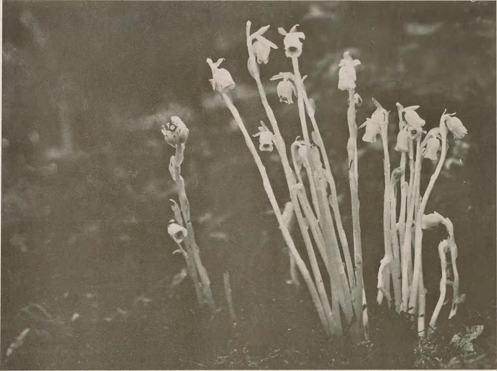 An illustration from Keramic studio, 1899, leaf 141