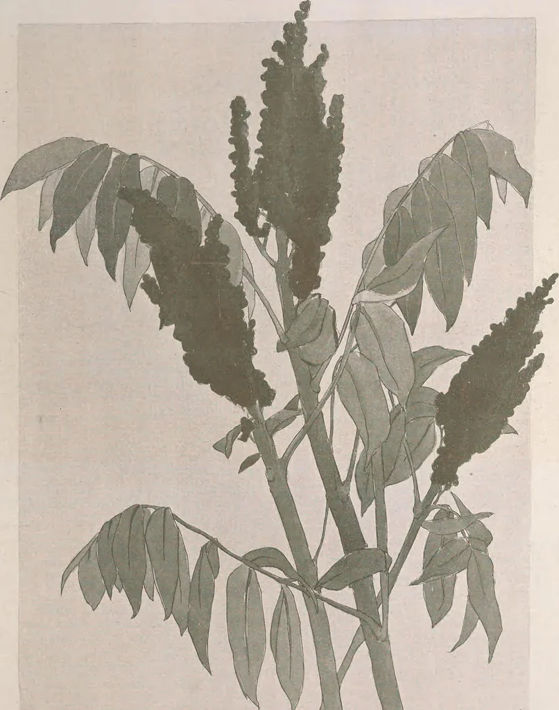 An illustration from Keramic studio, 1899, leaf 142