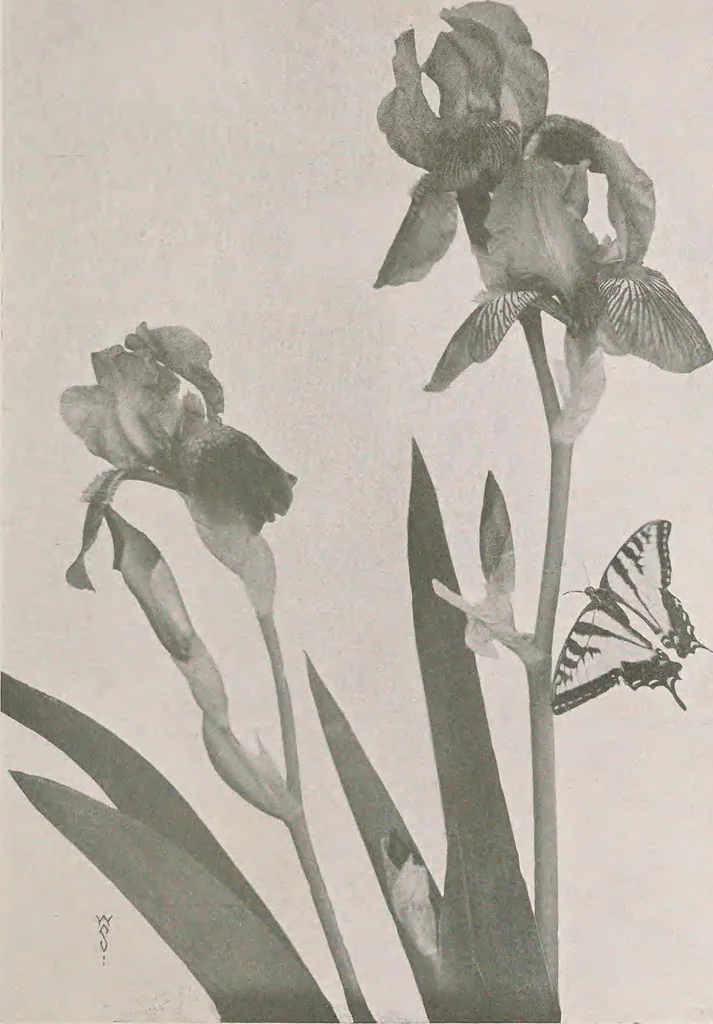 An illustration from Keramic studio, 1899, leaf 238