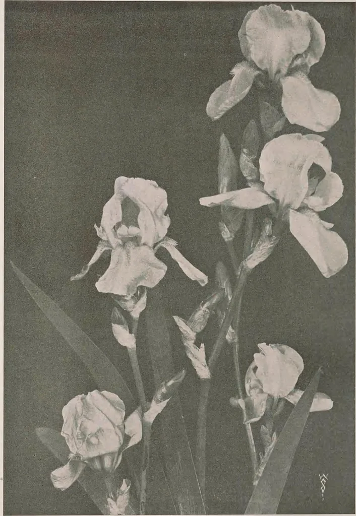 An illustration from Keramic studio, 1899, leaf 239