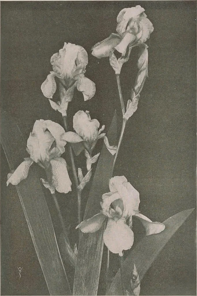 An illustration from Keramic studio, 1899, leaf 240