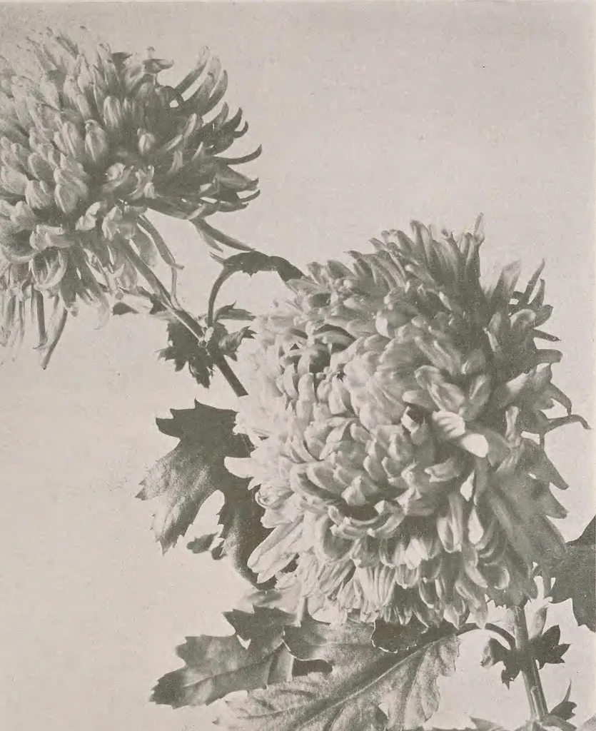 An illustration from Keramic studio, 1899, leaf 252