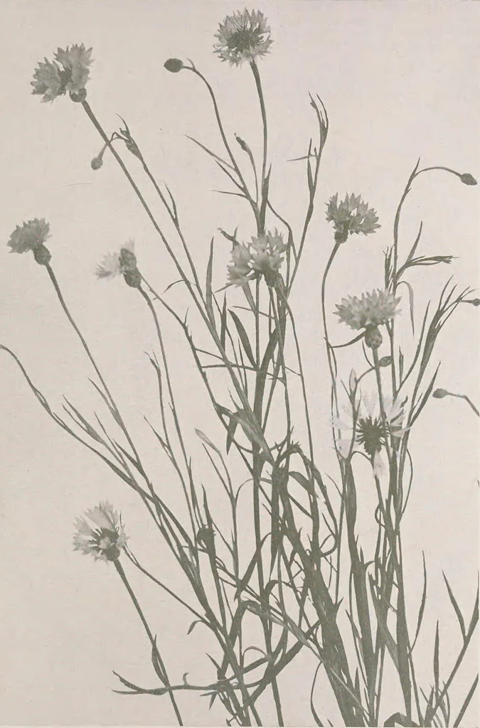 An illustration from Keramic studio, 1899, leaf 268
