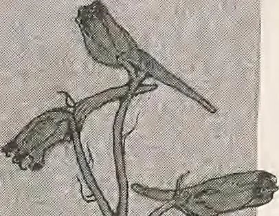An illustration from Keramic studio, 1899, leaf 32
