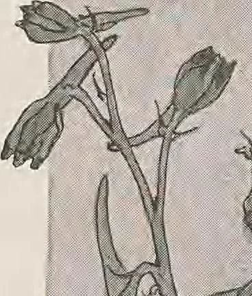 An illustration from Keramic studio, 1899, leaf 32