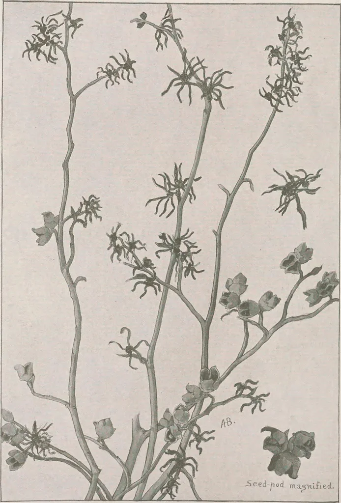 An illustration from Keramic studio, 1899, leaf 37