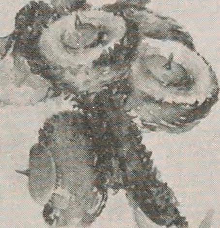 An illustration from Keramic studio, 1899, leaf 168