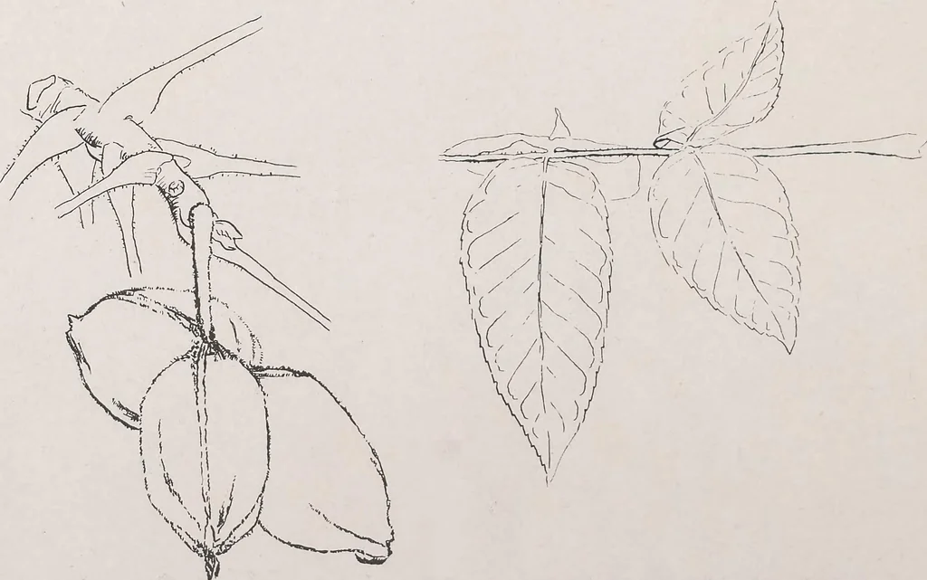 An illustration from Keramic studio, 1899, leaf 199