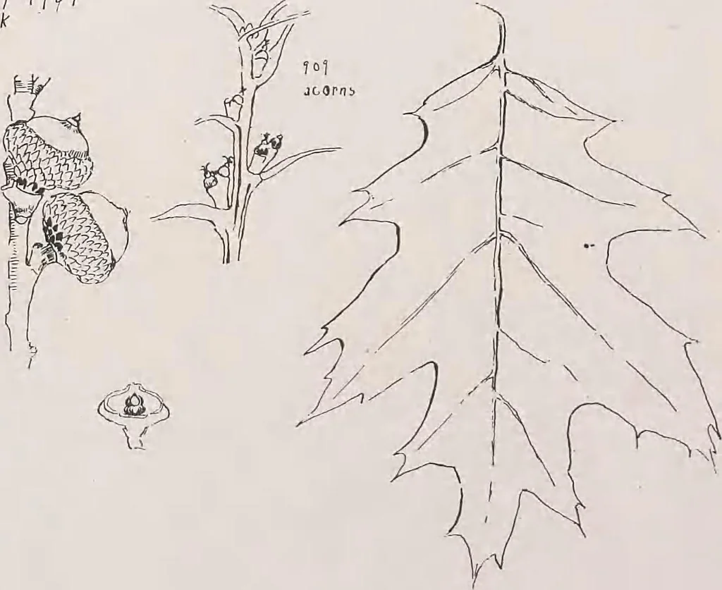 An illustration from Keramic studio, 1899, leaf 201