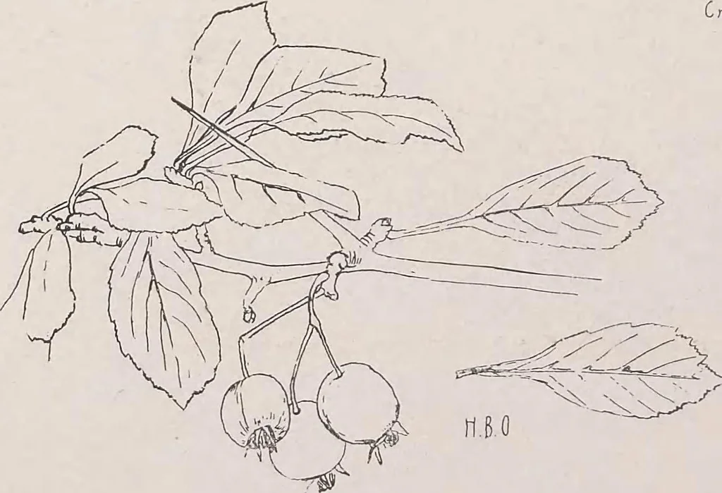 An illustration from Keramic studio, 1899, leaf 203