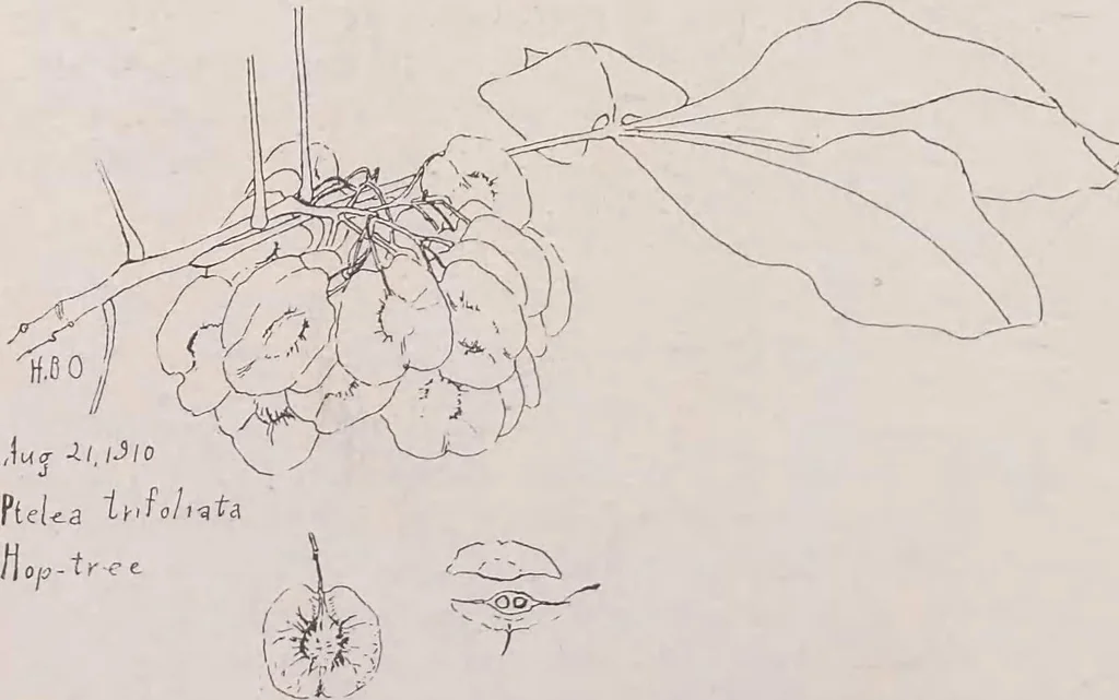 An illustration from Keramic studio, 1899, leaf 203