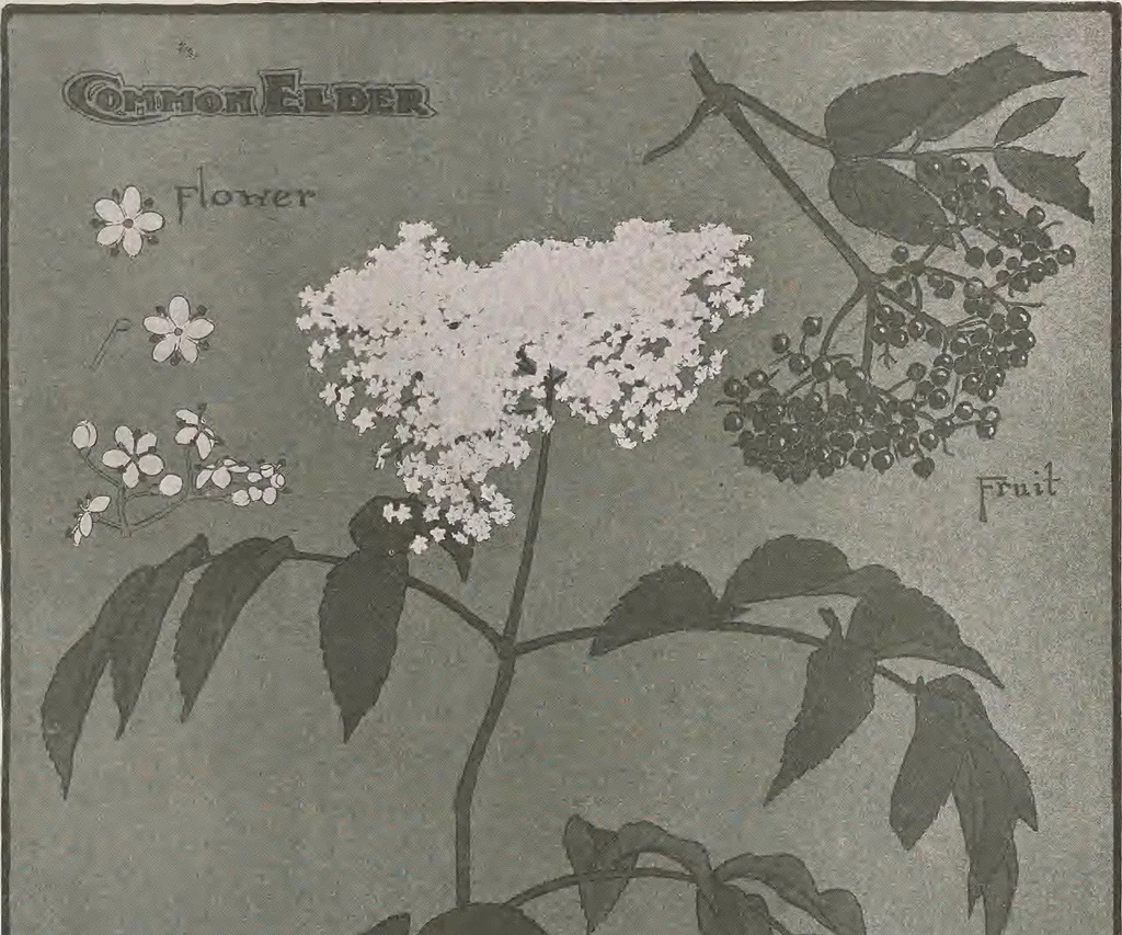 An illustration from Keramic studio, 1899, leaf 222