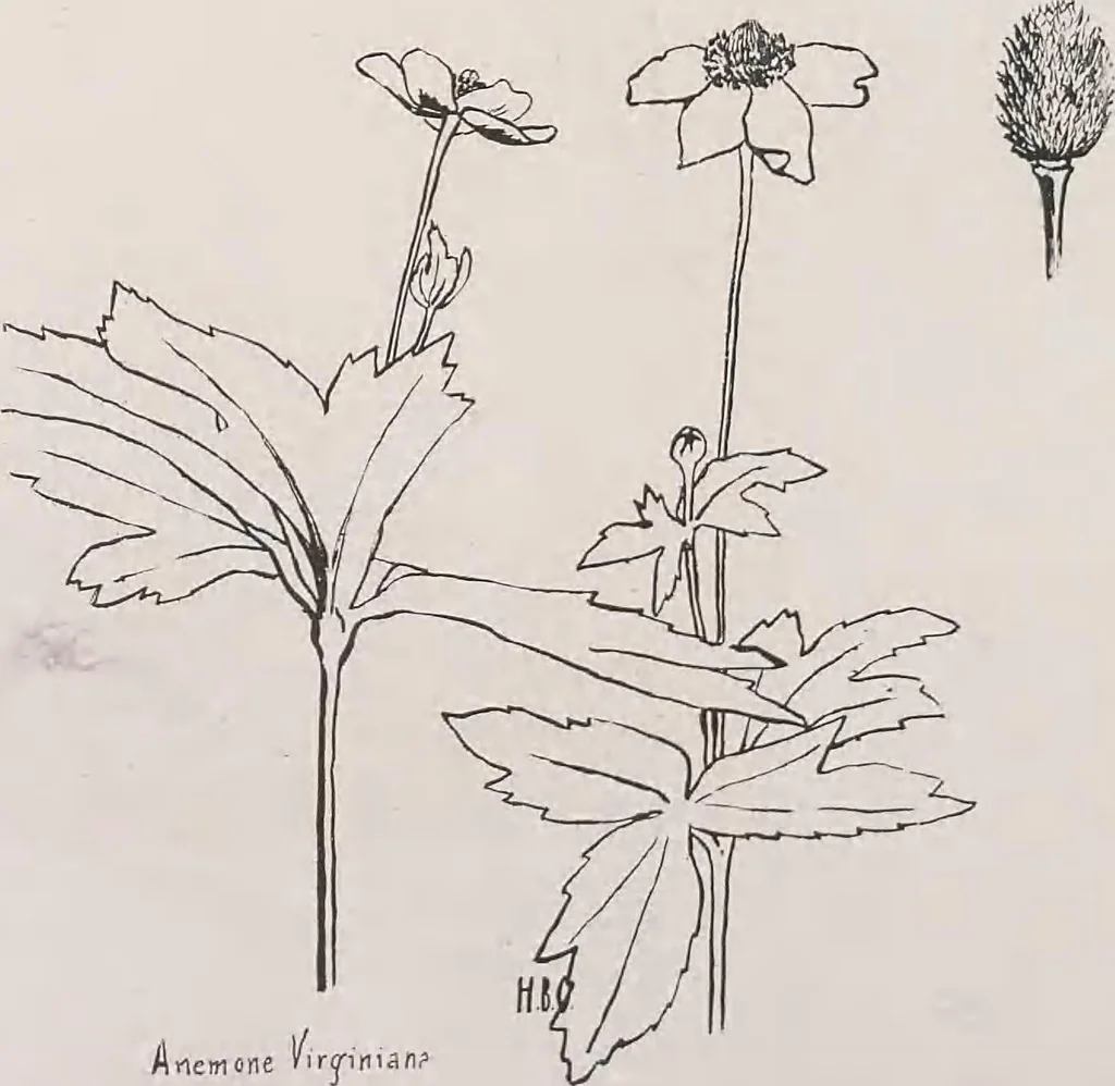 An illustration from Keramic studio, 1899, leaf 259